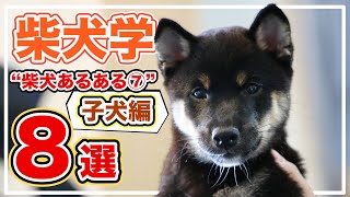 子犬期の柴犬のことが超わかる「柴犬あるある」８選 - 柴犬の可愛い特徴・特性・性格まとめ【柴犬学】