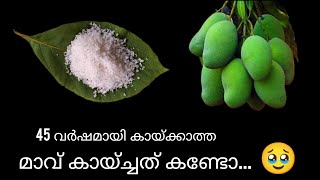 ഏത് പൂക്കാത്ത മാവും പൂക്കും കല്ലുപ്പ് കൊണ്ട് ഇങ്ങനെ ചെയ്താൽ 👌👌👌