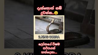 ලෝකයේ විෂම සර්පයන් හත් දෙනා..#animals #dangerous #bukiyeathalpostsinhala #snake #snakevideo #viper