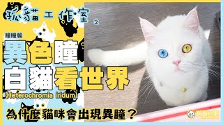 【孤貓工作室】之瞳瞳篇－異色瞳白貓看世界(為什麼貓咪會出現異色瞳？)Heterochromia Cat