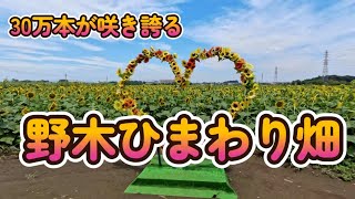 【野木ひまわり畑】栃木県野木町の夏の風物詩、ひまわりフェスティバル後の会場をゆっくり散策します。30万本のひまわりが咲き誇ります。