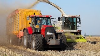 70 ha vezelhennep hakselen voor Dun Agro, met 5 x CLAAS Jaguar