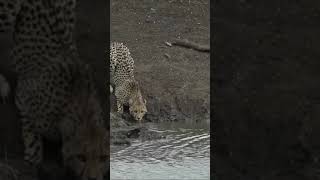 jaguar vs crocodile status (khal nayak song)