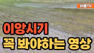 [바플티비]이앙시기 꼭 봐야할 영상!!!