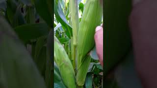 हेर्नुस् त एउटा बोटमा तीनवटा मकै फलेकोLook at three corns growing on one plant#comedy #challenge