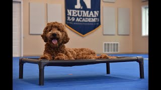 Theo (Goldendoodle) Puppy Camp Dog Training Video Demonstration