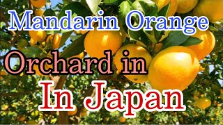 MANDARIN ORANGE ORCHARD IN JAPAN/みかん狩り