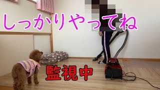 掃除中はしっかり監視【トイプードルのサラ】