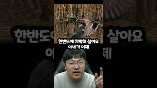 청둥오리가 문제다?