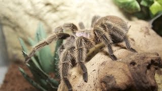 Touching a molting tarantula !