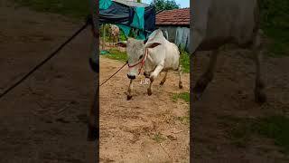 pk Jallikattu shorts video