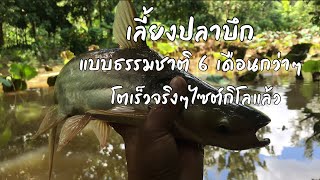 ปลาบึกเลี้ยงแบบธรรมชาติ อายุ 6 เดือนกว่าๆ [ดินแดนแห่งเสรีภาพ]