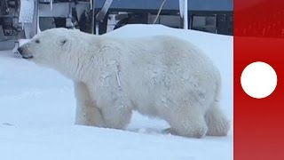 Curious Russia polar bear airlifted away after food raids on oil rig