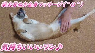 気持ちいいマッサージを受ける柴犬まる子さん #しばいぬ #柴犬 #犬のいる生活