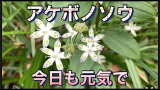 【アケボノソウ】花言葉は「今日も元気で」