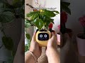 unboxing the perfect flowerpot from amazon 🌱