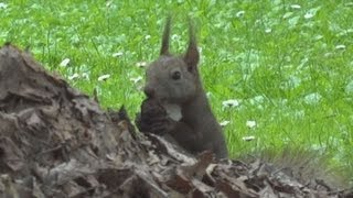 エゾリス愛らしい立ち姿 公園で食べ物探し