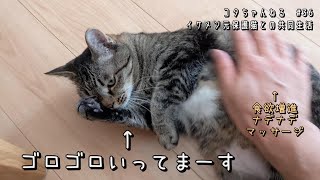 #36　食欲半分コタの　食欲回復までの軌跡 　4K　コタちゃんねる　イケメン元保護猫との共同生活