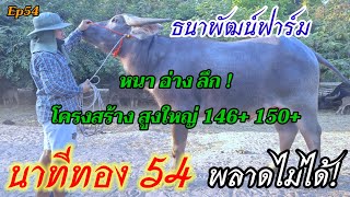 นาทีทอง 54 ! พลาดไม่ได้ หนา อ่าง ลึก โครงสร้างสูงใหญ่ 146,150+ ราคาประหยัด