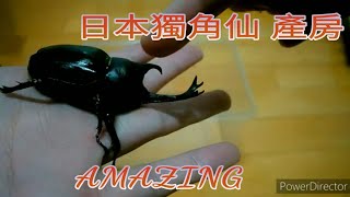 [AMAZING 昆蟲]-日本獨角仙產房佈置   Allomyrina   dichotoma septentrionalis ヤマトカブト