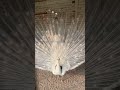 rare white peacock unveils gigantic green patched feathers – a true majestic marvel 🦚✨ peacock