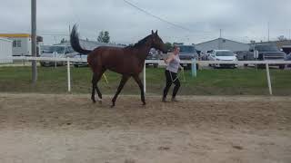 El Eltano - 6 yr old TB gelding, approx 16.2 - 16.3