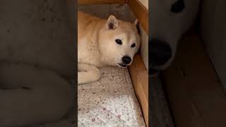 15歳シニア柴犬　足がプルプルしちゃうね #dog #shibadog #shibainu #シニア犬 #柴犬