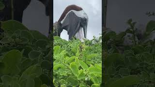 Rare Footage: Galapagos Brown Pelican Feeding its Young in Playa El Garrapatero Beach, Santa Cruz