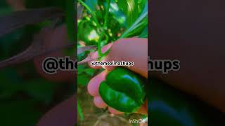 Today's harvest #trending #viralvideo #love #cute #recipe #cooking #real #nature #themealmashups