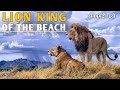 Lions King of the Beach-Lions vs Sea Lions | डॉक्यूमेंट्री हिंदी | Wildlife Documentary In Hindi