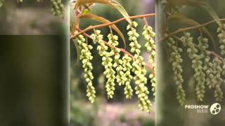 Stachyurus - garden plants