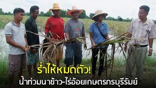 ร่ำไห้หมดตัว! ฝนตกหนักน้ำท่วมนาข้าว-ไร่อ้อยเกษตรกรบุรีรัมย์ เสียหายกว่า 1,000 ไร่