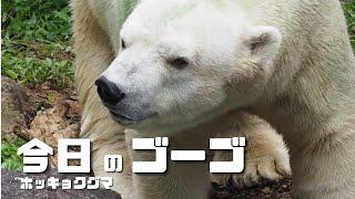 今日のゴーゴ（ホッキョクグマ／Polar Bear）