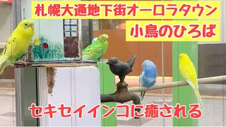 札幌地下街オーロラタウンの『小鳥のひろば』でセキセイインコに癒される一日