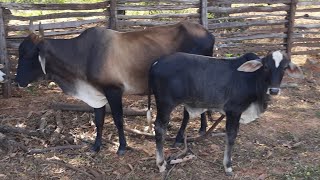 PREÇO DE VACA CRUZADA COM BEZERRO NO PÉ