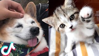 CUTE ANIMALS Cat, Dog, Hamster, Guinea Pig, Ferret Incredibly Cute Animals You Have to See😍❤️