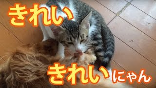 犬の毛づくろいをする猫 / Cat grooming of a dog.