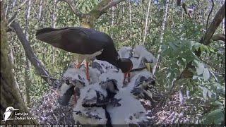 Ogris atnes čūsku/Ogris brings the snake Melnais stārķis (Ciconia nigra) Ogres novadā  LDF tiešraide