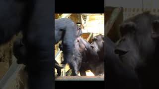 Mother Chimpanzees Protect Their Babies | Alpha male chimpanzee attack