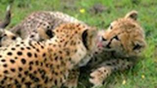 The Cheetah Conservation Fund