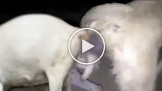 Cika Viral 3mnt