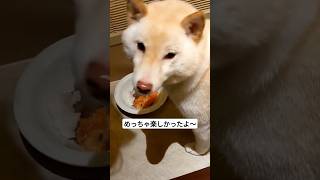 【柴犬】ドギーズアイランドに行ったこーちゃん。ここはワンちゃんのパラダイス。楽しかったよ〜　#shorts#柴犬#ドギーズアイランド