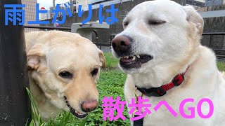 雨上がりはお散歩にGO！When the rain stops, let's go for a walk with the dogs!