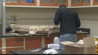 Mammoth bone CT scans in Idaho shed new light on animal's life