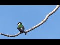 Violet-Green Swallow Call Video: Bird Songs Western North America-Swallow Song Nature Sounds Sleep