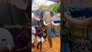 മുഖത്തല പൂരം 2023,പൂരത്തിന് എത്തിയ കൊമ്പന്മാർ#youtube #elephant#youtuberchannel #like#indianyoutuber