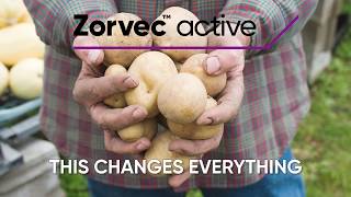 Zorvec Active fights one of the most destructive diseases in potatoes