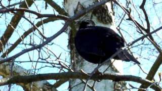 Feketerigó / Turdus merula / Čierny drozd / Common blackbird