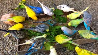 Green food for Budgie birds | Australian Budgie eating green food