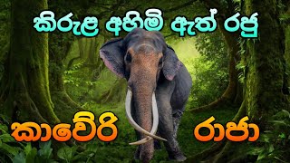 කාවේරි රාජා ඇතා Kaveri Raja Tusker ලස්සන දෙරණ Lassana Derana